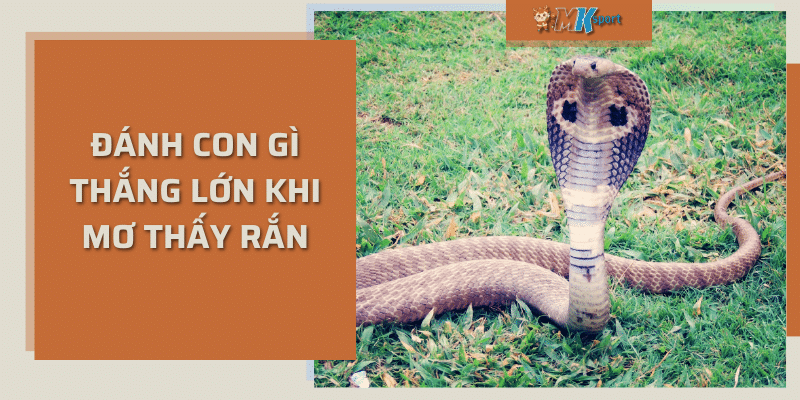 Đánh con gì thắng lớn khi mơ thấy rắn